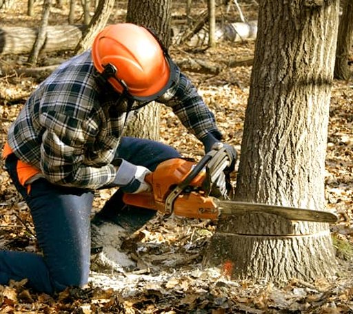 Tree Removal in Caledonia, IL